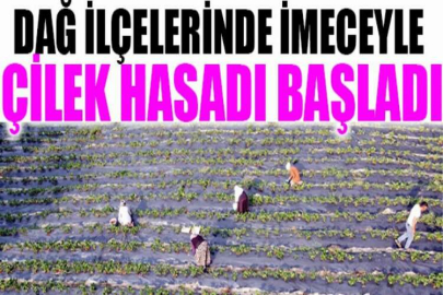 Dağ ilçelerinde imeceyle çilek hasadı başladı