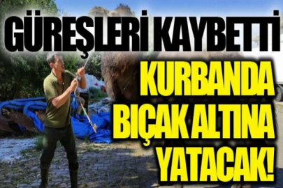 Güreşleri kaybetti, kurbanda bıçak altına yatacak