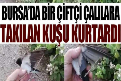 Bursa’da bir çiftçi çalılara takılan kuşu kurtardı