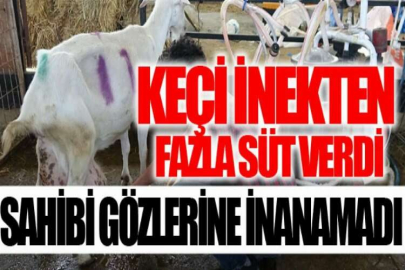 Bir günde ağırlığının yarısı kadar süt vererek rekor kırdı