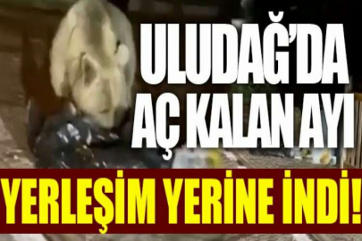 Uludağ’da aç kalan ayı yerleşim yerine indi