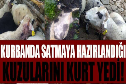 Kurbanda satmaya hazırlandığı kuzularını kurt yedi