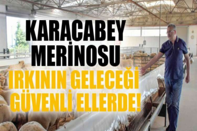 Karacabey Merinosu ırkının geleceği güvenli ellerde