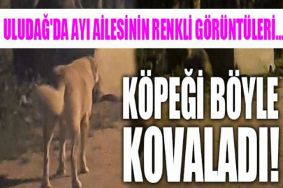 Uludağ'da ayı ailesinin renkli görüntüleri...