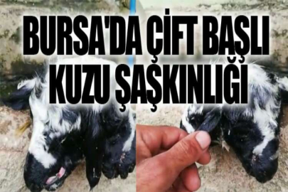 Bursa'da çift başlı kuzu şaşkınlığı