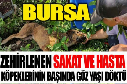 Zehirlenen sakat ve hasta köpeklerinin başında göz yaşı döktü