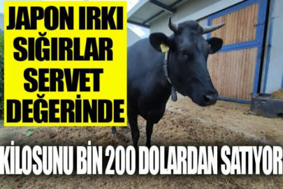 Masaj yaparak büyüttüğü hayvanların kilosunu bin 200 dolardan satıyor