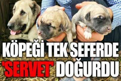 Köpeği tek seferde 'servet' doğurdu