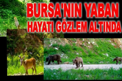 Bursa'nın yaban hayatı gözlem altında