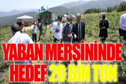 Yaban mersininde hedef 20 bin ton