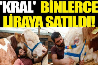 Birlikte uyuduğu boğasıyla gündem olmuştu! 'Kral' 26 bin 500 liraya satıldı