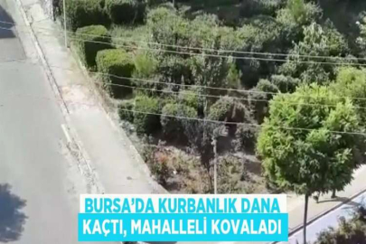 BURSA’DA KURBANLIK DANA KAÇTI, MAHALLELİ KOVALADI