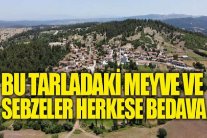 Bu tarladaki meyve ve sebzeler herkese bedava