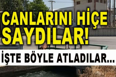 Tehlikeye balıklama atlayış