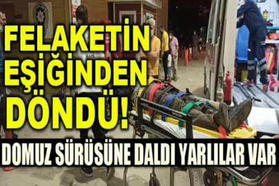 Motosiklet domuz sürüsüne daldı; 1 yaralı