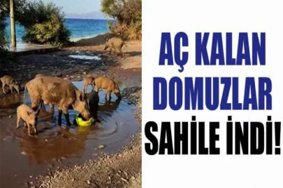 Aç kalan domuzlar sahile indi