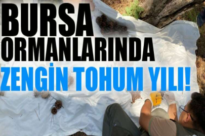 Bursa ormanlarında zengin tohum yılı