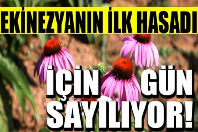 İnegöl'de ekinezya hasadı başlıyor