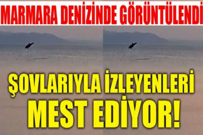 Marmara’da yunusların yaptığı geçiş izleyenleri mest etti