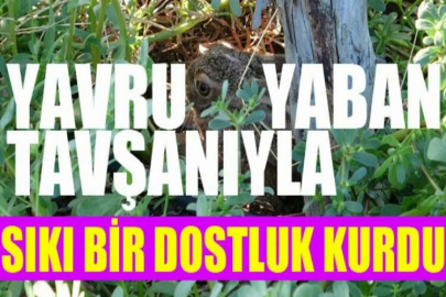 Köylüyle yaban tavşanının sevimli dostluğu