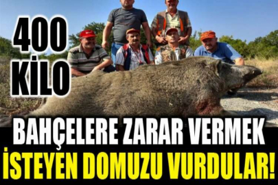 Tarlalarına dadanan 400 kiloluk domuzu vurdular