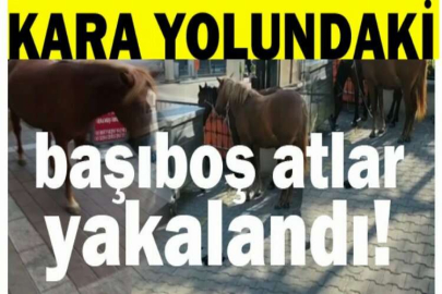 Kara yolundaki başıboş atlar yakalandı