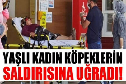 Yaşlı kadın köpeklerin saldırısına uğradı