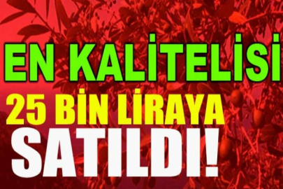 En kaliteli Gemlik zeytini 25 bin liraya satıldı