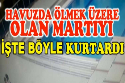 Havuzda ölmek üzere olan martıyı böyle kurtardı