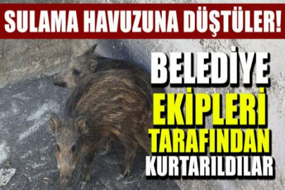 Sulama havuzuna düştüler belediye ekipleri kurtardı