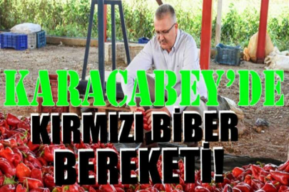 Karacabey’de kırmızı biber bereketi