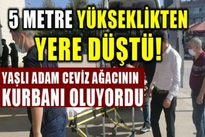 Yaşlı adam ceviz ağacının kurbanı oluyordu