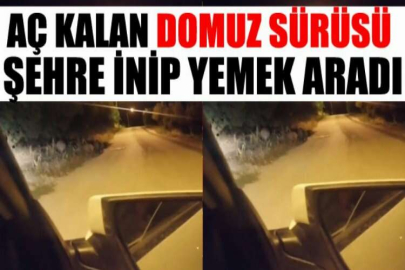 Bursa'da aç kalan domuz sürüsü şehre inip yemek aradı