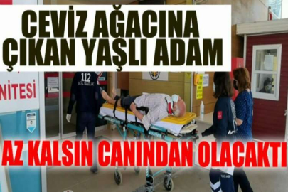 Ceviz ağacından düşen yaşlı adam ağır yaralandı