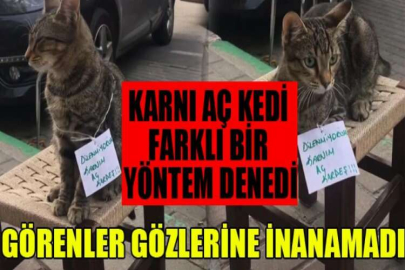 Karnı aç kedi farklı bir yöntem denedi