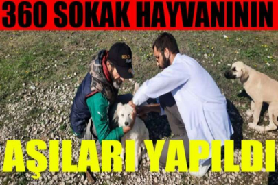 360 sokak hayvanının aşıları yapıldı