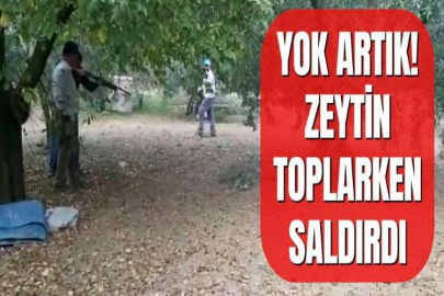 YOK ARTIK! ZEYTİN TOPLARKEN SALDIRDI