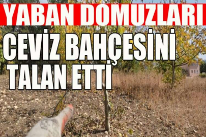 Bursa'da yaban domuzları bahçeyi talan etti