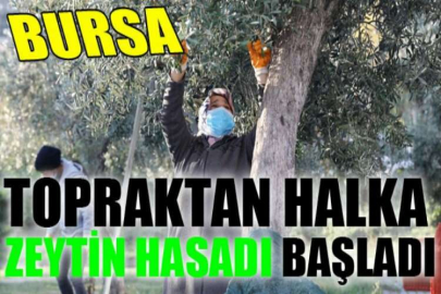 Topraktan halka zeytin hasadı başladı