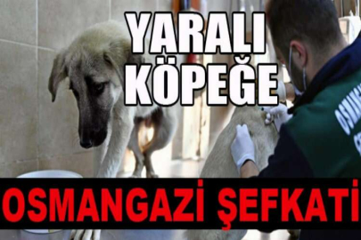 Yaralı köpeğe Osmangazi şefkati