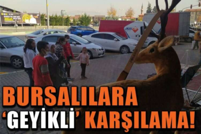 Bu dükkâna gelenleri geyikler ve çitalar karşılıyor