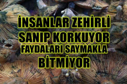 İnsanlar zehirli sanıp korkuyor