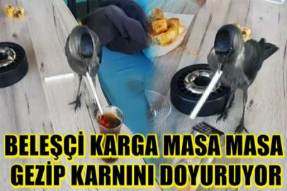 Beleşçi karga masa masa gezip karnını doyuruyor