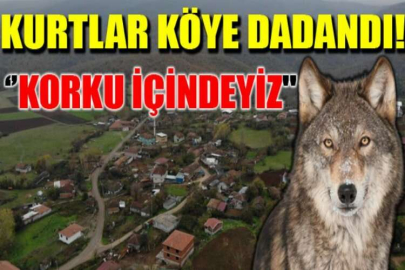 Kurtlar köye dadandı köylü korku içinde