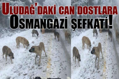 Uludağ’daki can dostlara Osmangazi şefkati