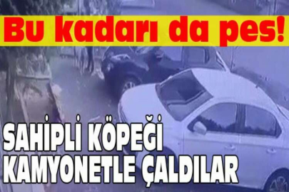 Sahipli köpeği kamyonetle çaldılar