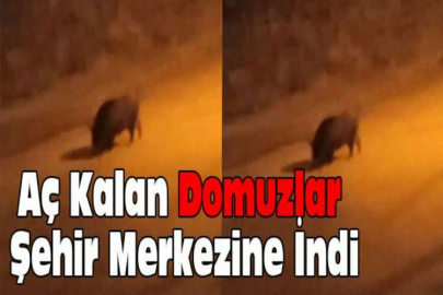 Bursa'da aç kalan domuzlar şehir merkezine indi