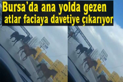 Bursa’da ana yolda gezen atlar faciaya davetiye çıkarıyor