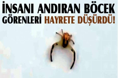 İnsanı andıran böcek görenleri hayrete düşürdü