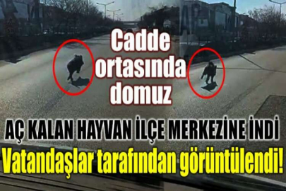 Cadde ortasında domuz